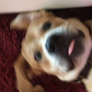 Meet your Posher, Ashton